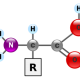 L-ornitiin hüdrokloriid