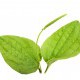 Plantain leaf extract
