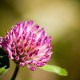 Extract of red clover