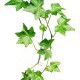 Ivy leaf extract