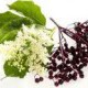 Elderberry flower extract