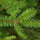 Picea abies leaf extract (Silbiols®)
