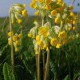 Cowslip flower extract