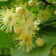 Linden blossom extract