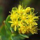 Extract of rhodiola rosea